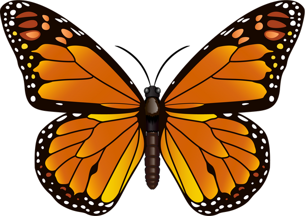 Butterfly Insect Illustration
